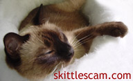 Skittles the cat